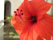 Nymphe