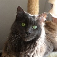 coonie