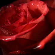 rosebud