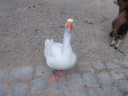 Zuckervogel