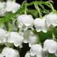 Convallaria-majalis