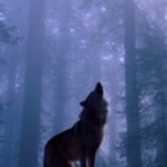 Fenris