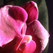 Florine