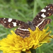 Fluegel