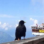 Golondrina