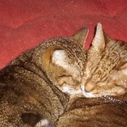 Kitkat