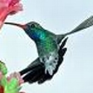Kolibri
