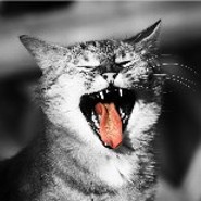 LimaKatze
