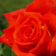 Plueschfussel