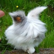 Schneehase