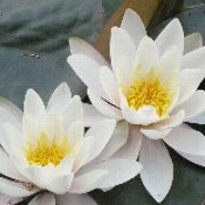Seerose