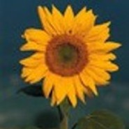 Sonnenblume