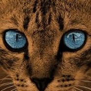 WarriorCat