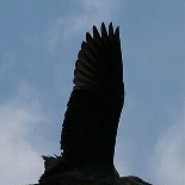 Windflug