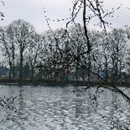 buch_ratte