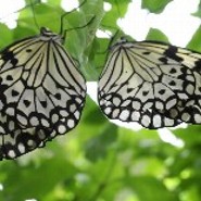 butterflySoul