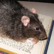 gra