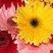kissing_rose