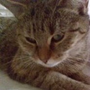 mitzekatze