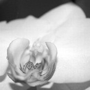 selileinchen