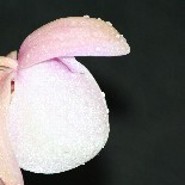 svenjamausi