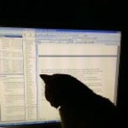 webcat